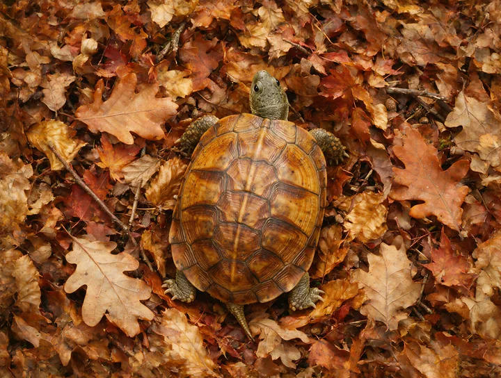 Turtle with a detailed shell rests among dry autumn leaves in natural light.