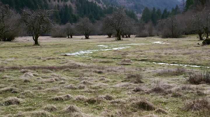 A meadow filled with tall grass and scattered apple trees. The ground is slightly wet, indicating the arrival of spring. Forested hills can be seen in the dista