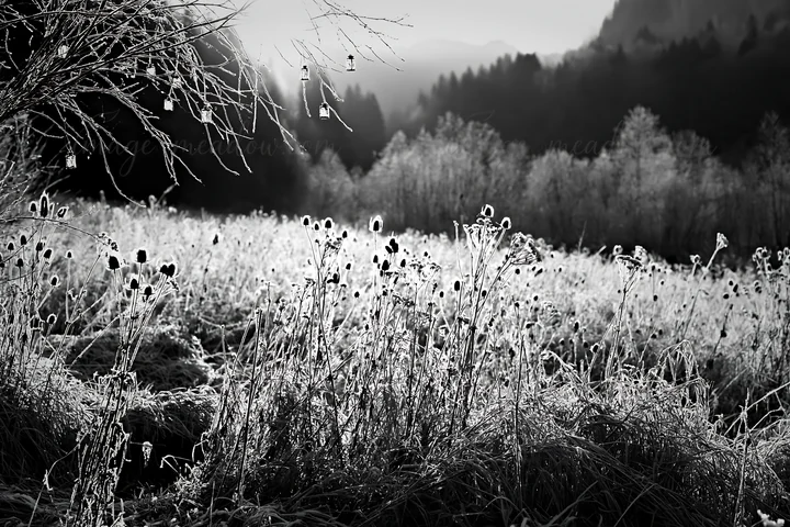 A vast meadow covered in frost shows seedheads standing tall against a backdrop of trees. Lanterns hang gently, illuminated by the soft light of winter. The sce