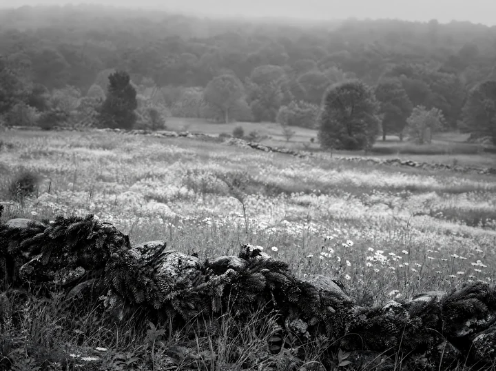 A bright Christmas garland curves through a meadow filled with tall grass and wildflowers. The scene shows a mix of greenery and blooming flowers under an overc