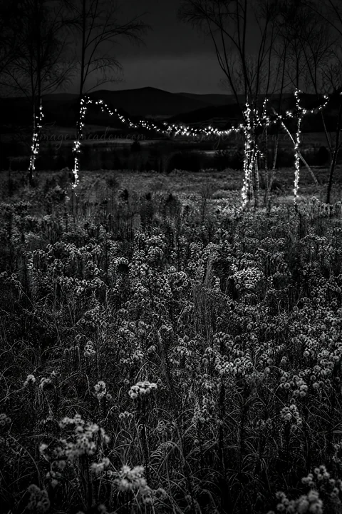 Christmas lights shine in a meadow at dusk, surrounded by tall grass and trees. The soft lighting creates a warm atmosphere in the fading daylight.