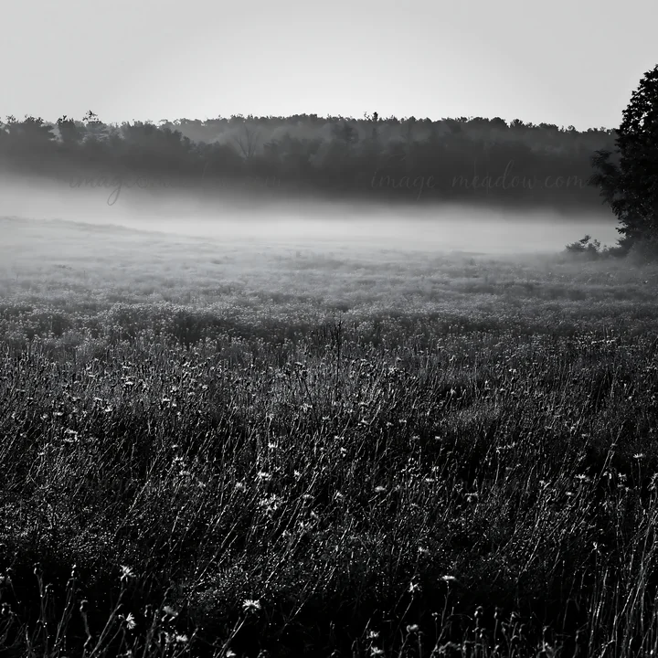 Morning mist covers a meadow filled with violet knapweed. The fog creates a soft atmosphere as the landscape stretches out towards the tree line in the backgrou
