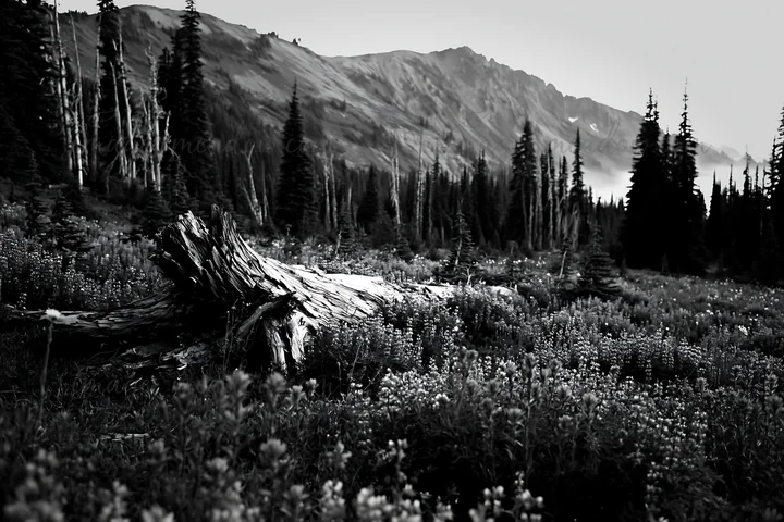 A weathered log lies on the ground in a meadow filled with wildflowers. Tall trees surround the area, and mountains can be seen in the background. The scene cap