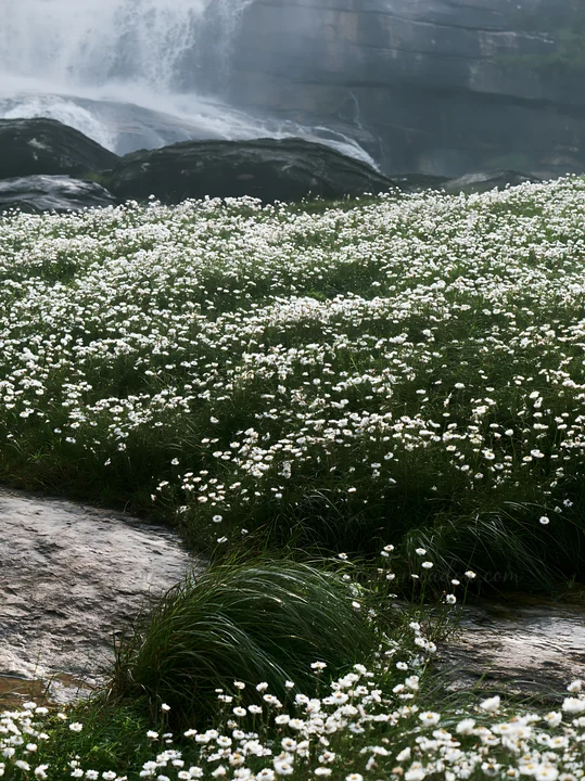 A meadow filled with white wildflowers grows on rocky ground near a waterfall. The scene shows the natural beauty of the surroundings with water flowing in the