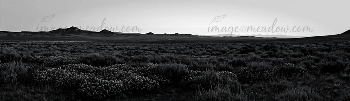 A wide view of a meadow filled with wild orchids during dusk. Mountains are visible in the background, creating a natural landscape. The scene captures the esse