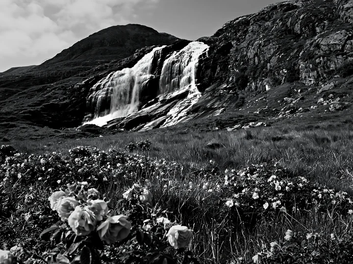 Wild roses bloom in a meadow at the foot of a waterfall. Water cascades down the rocky cliff, creating a natural setting in the countryside. The scene captures