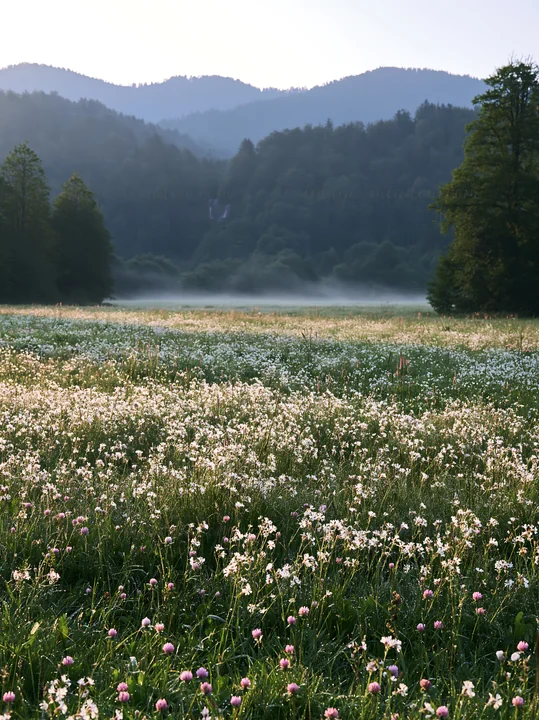 A wildflower meadow stretches across the landscape, covered in white and pink blossoms. In the background, a waterfall flows down the mountains, surrounded by m