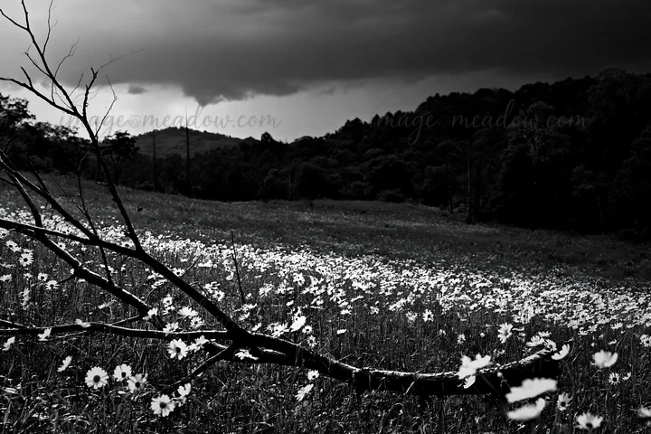 A fallen branch lies in the foreground of a meadow filled with flowers in Yamagata. Dark clouds loom over the distant hills, creating a contrast between the vib