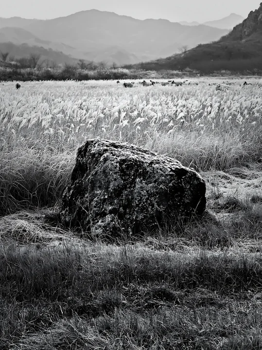A pale boulder rests on a dry meadow in Yamaguchi. The landscape features tall grass and distant mountains during a quiet time of day. Presented as a premium hi