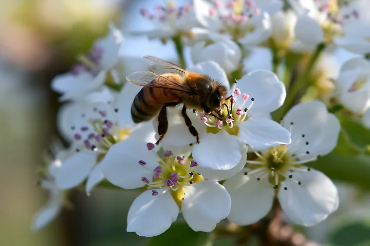 A bee collects pollen from white flowers during springtime.