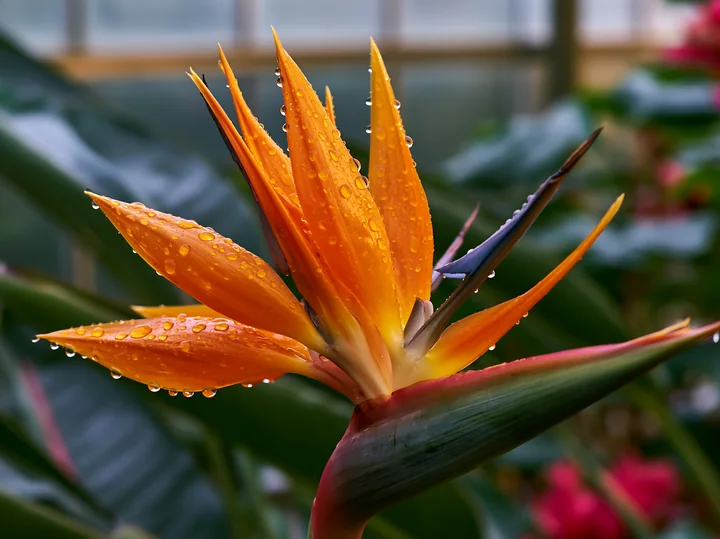 A bird of paradise flower stands tall in a greenhouse, showcasing its vibrant orange and green colors.