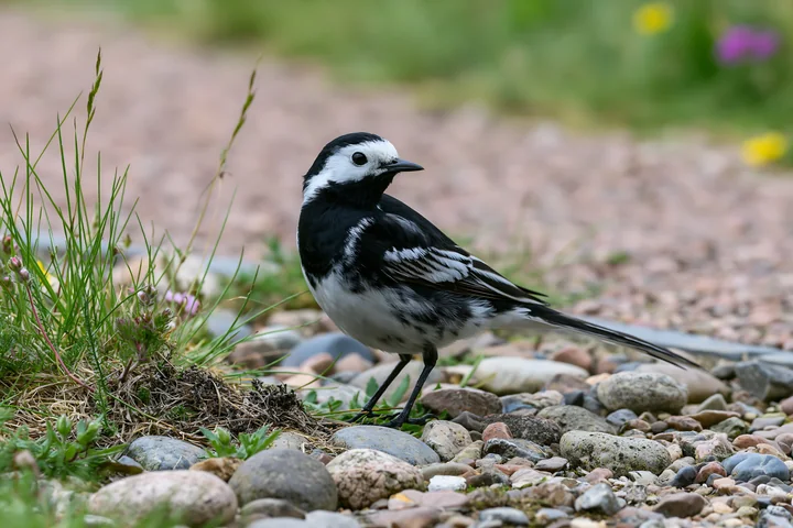 A black and white bird stands on a gravel path in a meadow under dramatic clouds.