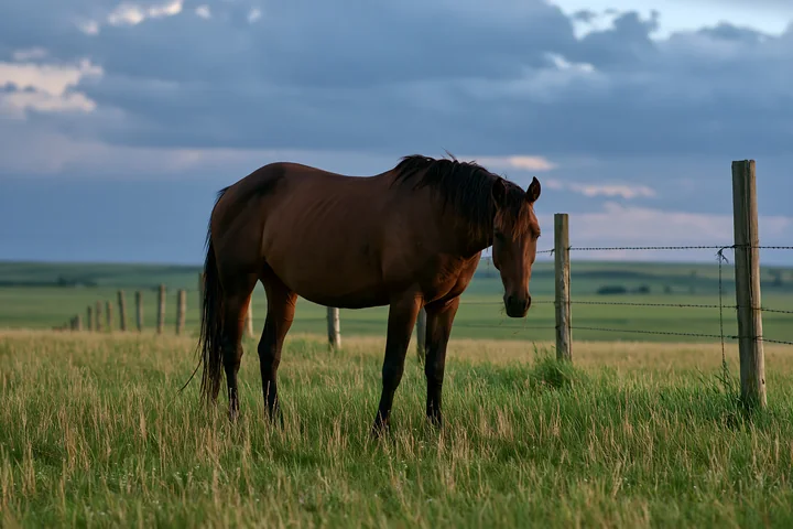 A brown horse grazes in a grassy field beside a wire fence beneath a cloudy sky.