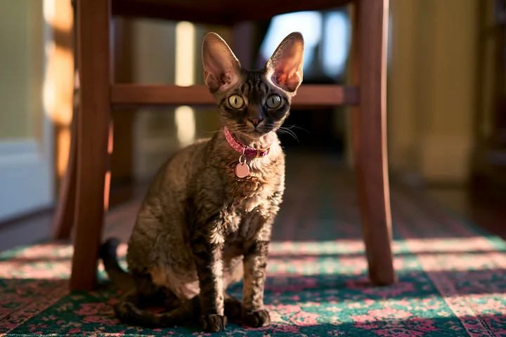 A Devon Rex cat with large ears sits calmly on a patterned rug in a sunlit room.