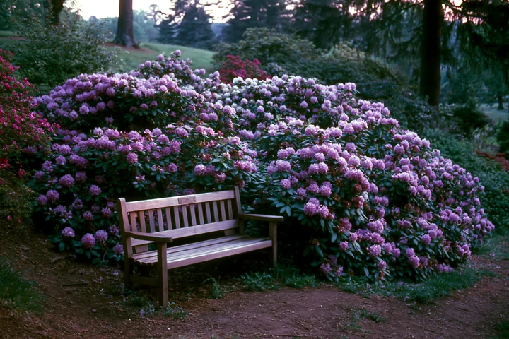 A hillside is covered with vibrant rhododendron blooming hillside flowers, while a wooden bench sits nearby, inviting visitors to enjoy the beautiful view durin