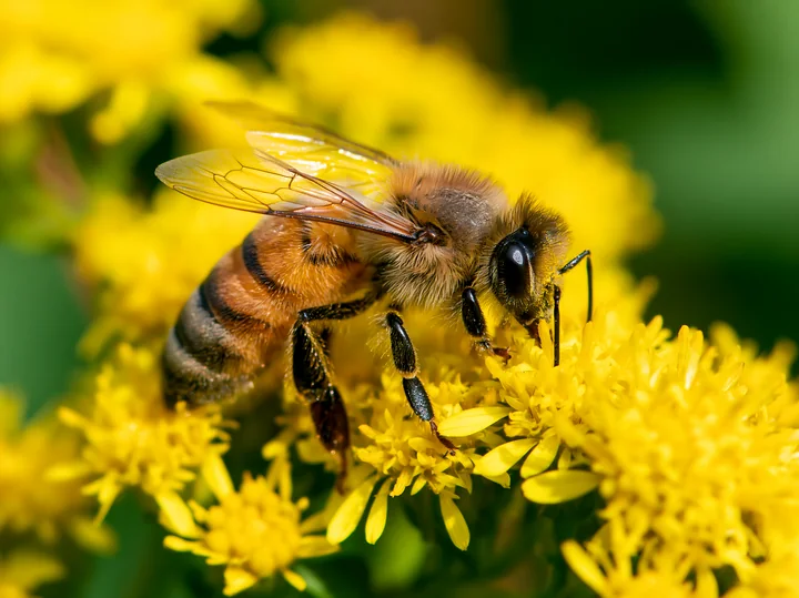 A honey bee closeup in bright daylight shows the bee resting on a cluster of yellow flowers, collecting pollen.