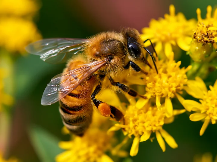 A honey bee collects pollen from a bright yellow flower in daylight.