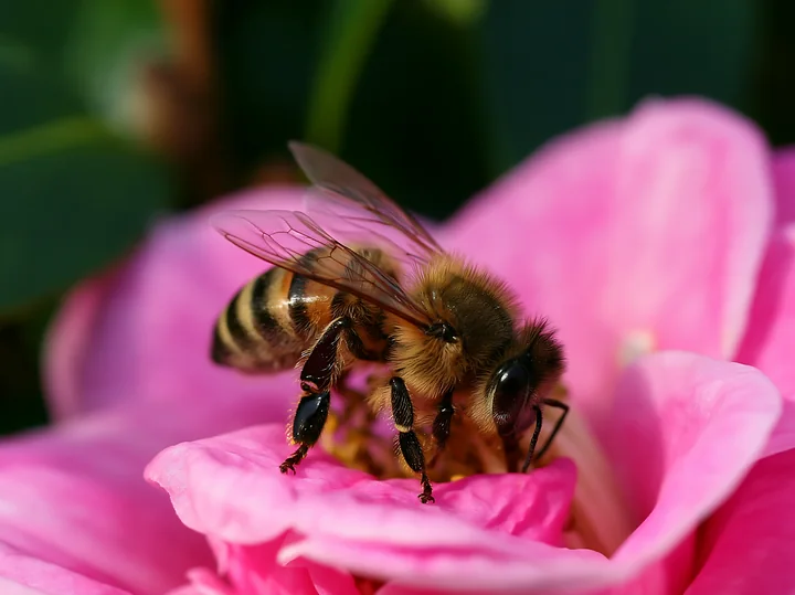 A honey bee is crawling on the petal of a pink flower, gathering nectar.
