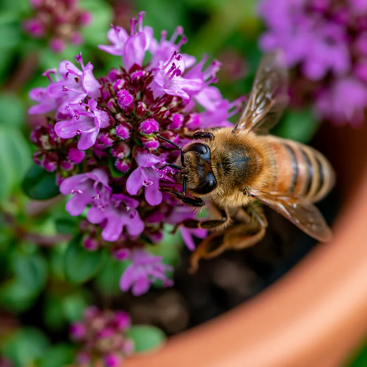 A honey bee on thyme flower gathers nectar in a garden setting.