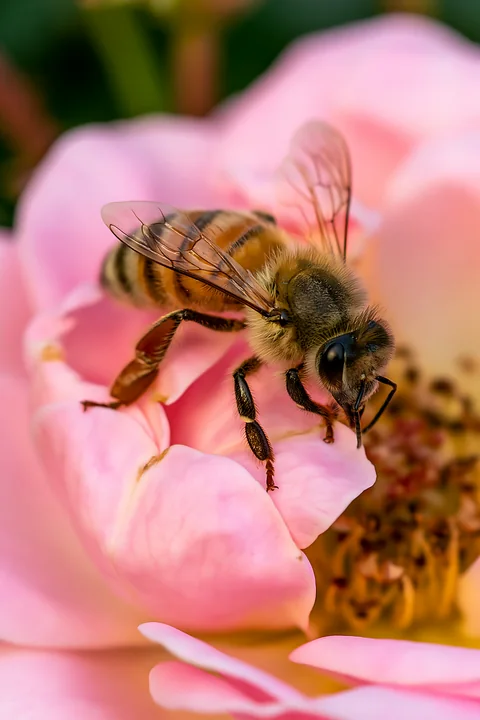 A honey bee sits on a pink flower while collecting pollen.