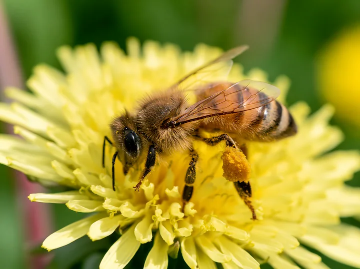 A honey bee with full pollen sacs is feeding on a dandelion in a garden.