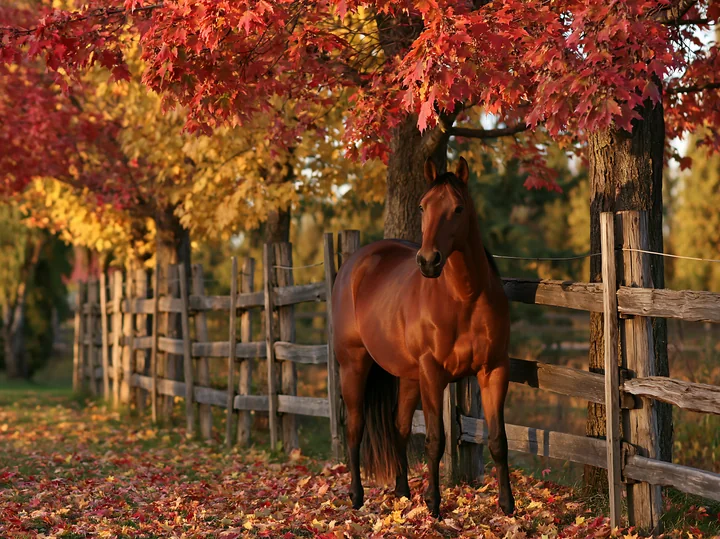 A horse stands beside a wooden fence in a field surrounded by vibrant autumn trees.