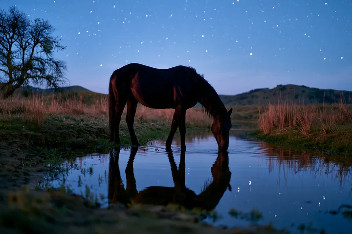A horse stands by a calm water source, drinking under a sky filled with stars.