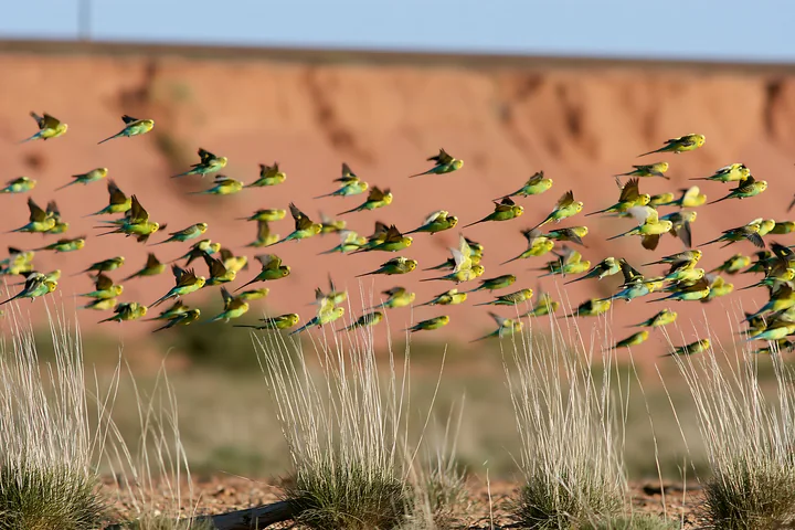A large flock of green and yellow budgerigars flies over dry grass in an arid desert landscape.