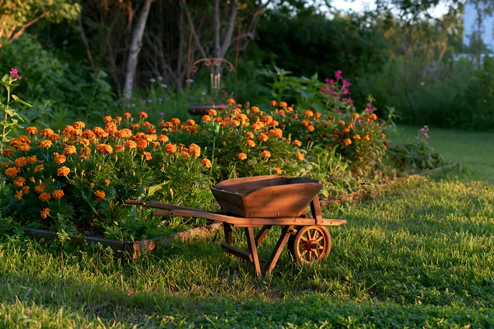 A marigold flower bed features vibrant orange blooms alongside a wooden wheelbarrow in a garden setting, with greenery and other flowers creating a lively atmos