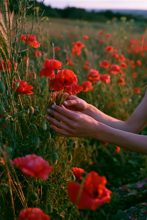 A person gathers wild meadow flowers in a field filled with vibrant red poppies during sunset.