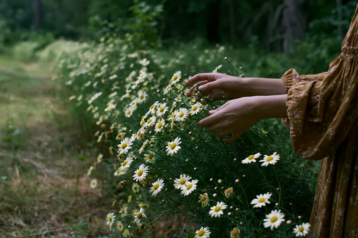 A person picks wild meadow flowers along a lush, green pathway surrounded by foliage.