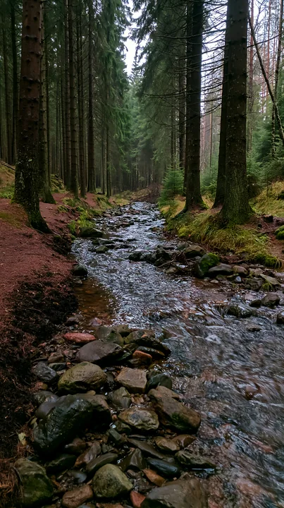A quiet creek flows gently through a dense forest surrounded by tall trees and rocks.