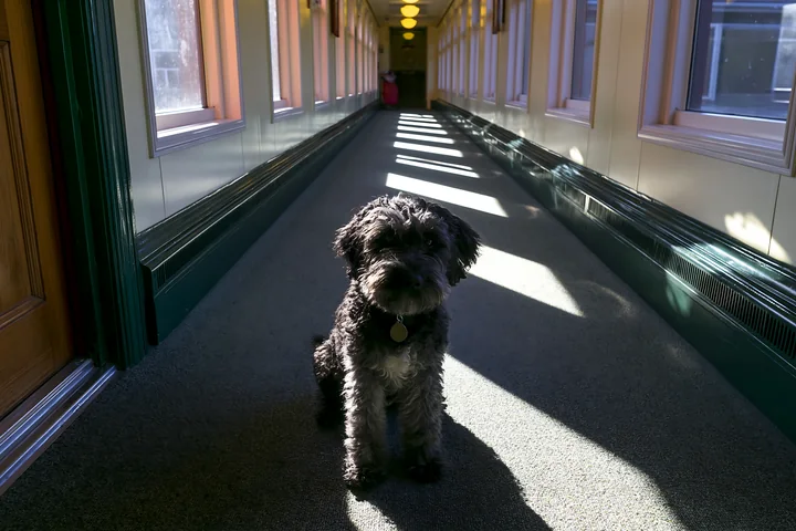 A rare dog breed sits in a hallway of a train, with soft light casting shadows from the windows.