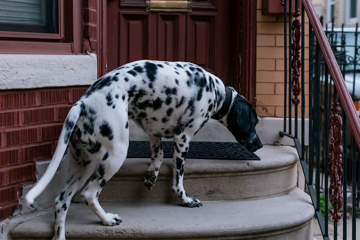 A rare dog breed with a spotted coat walks down the stairs of a brick building.