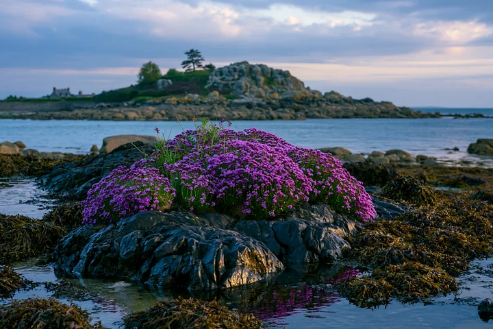 A rocky island surrounded by coastal waters features vibrant sea lavender blooming on the rocks.