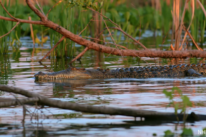 A saltwater crocodile in Northern Territory wetland moves through the water among aquatic plants and fallen branches.