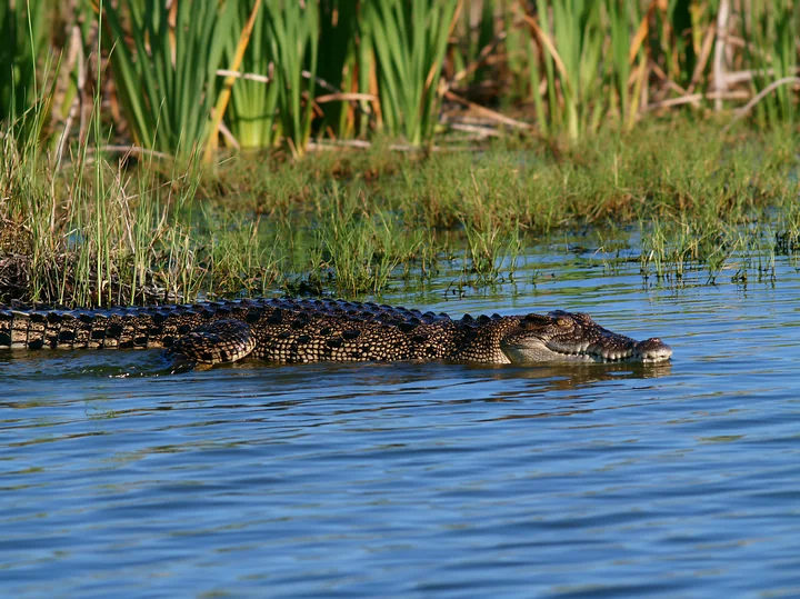 A saltwater crocodile is swimming in a wetland in the Northern Territory.