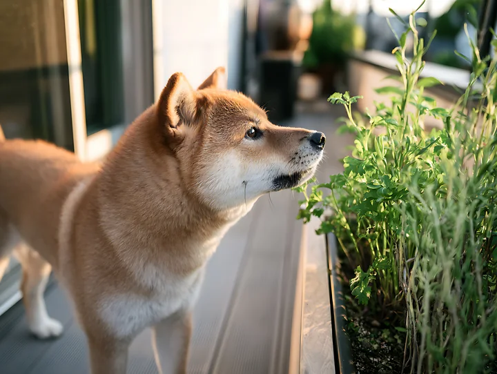 A Shiba Inu is sniffing herbs in a small garden on a modern rooftop.