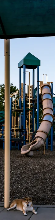 A Shiba Inu lies on the ground in a shaded area beside a playground.