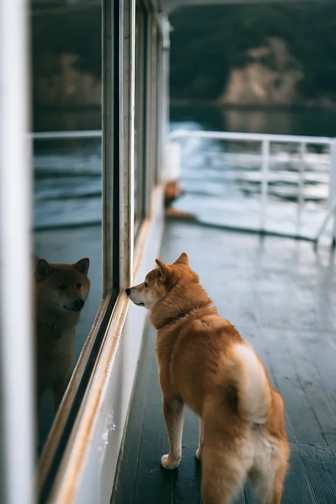 A shiba inu stands on a ferry observation deck, gazing at the water and the landscape.