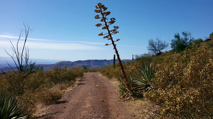 A tall agave flower stalk stands on a dirt road in a desert area.