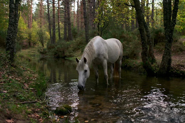 A white horse stands in shallow water near a stream surrounded by tall trees with autumn foliage.