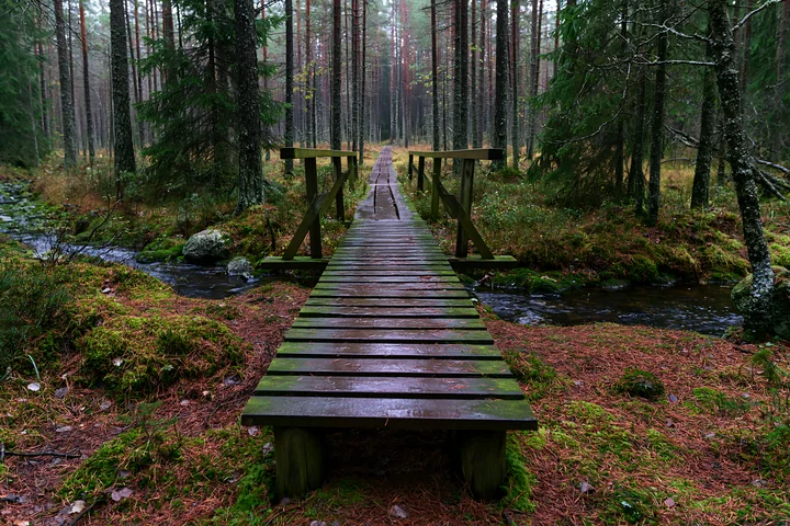 A wooden bridge crosses a small watercourse among pine trees in a dense forest.