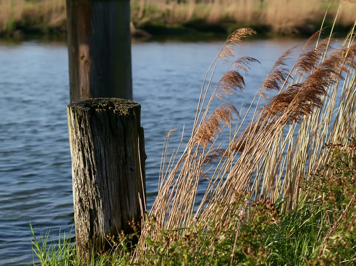 A wooden piling beneath a pier stands by the water's edge, surrounded by tall grass and reeds.