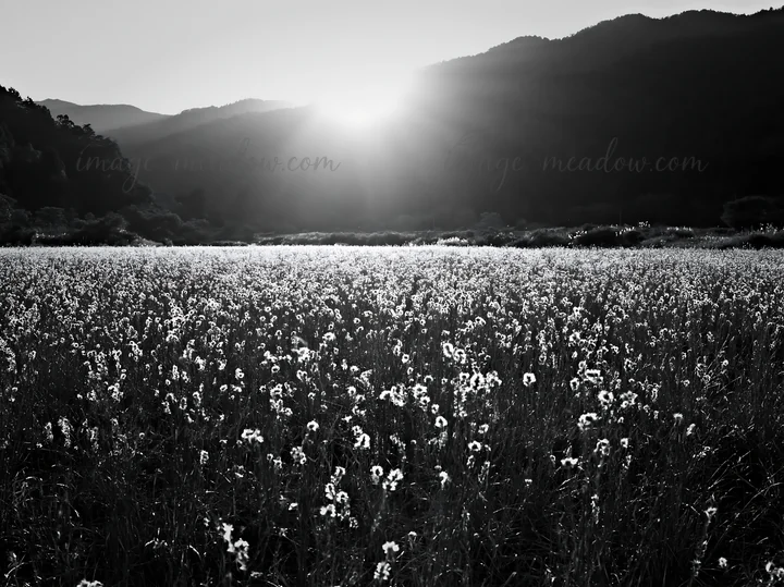 The scene shows a meadow in Aichi with autumn seedheads at the forefront, illuminated by the setting sun behind distant mountains. Presented as a premium high-c
