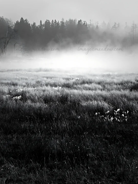 A snowmelt meadow in Akita with silver grasses. Mist hangs low over the ground, and trees are faintly visible in the background. The setting suggests a transiti