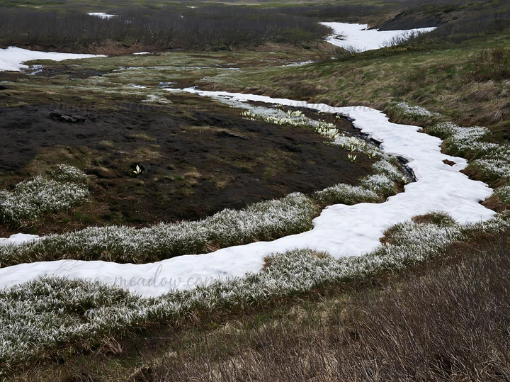 Snowmelt forms a winding stream through a meadow of silver grasses in Akita. The landscape features patches of brown earth and areas of remaining snow as spring