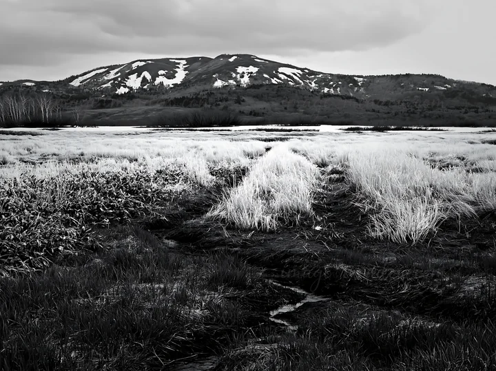 A snowmelt meadow in Akita features silver grasses and a distant mountain. The landscape shows remnants of snow on the mountain. The sky is overcast, hinting at