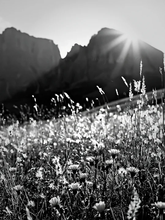 Sunlight shines on the Alpe di Siusi meadow. Wildflowers grow in the foreground, while mountains rise in the background. The scene captures the natural beauty o