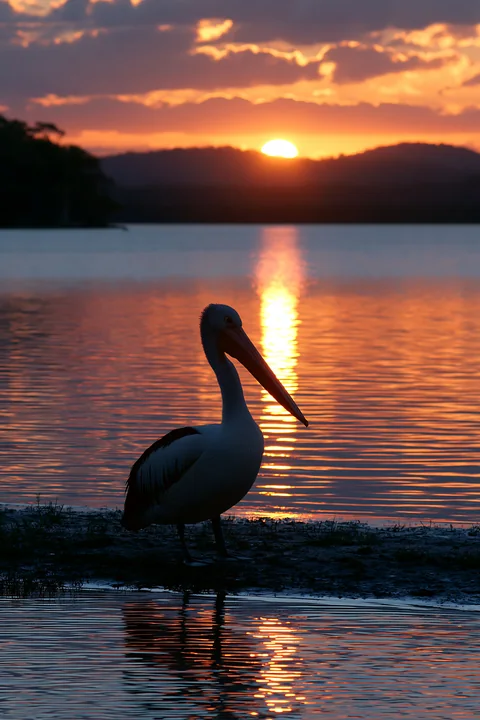 An Australian pelican on coastal lagoon stands in shallow water as the sun sets behind hills.